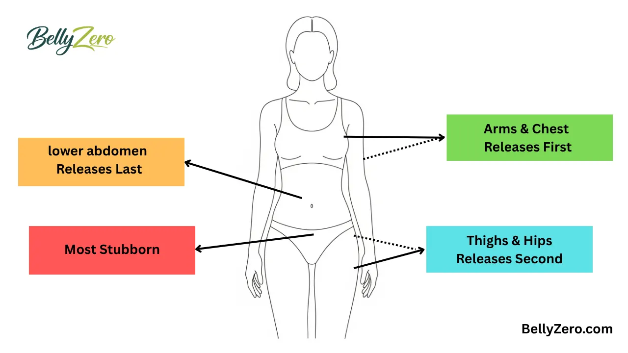 How to Lose Belly Fat- Female body fat distribution showing belly fat as the most stubborn area to lose